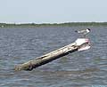 Guy Fanguy - Artist - Photographer - Guy Fanguy - Towns - Louisiana - Dularge (21).jpg Size: 40121 - 14